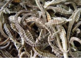 Dried Seahorse Hippocampus algiricus